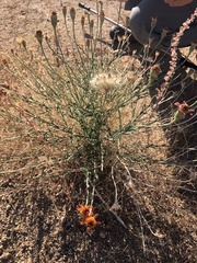 Adenophyllum cooperi