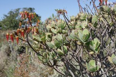 Cotyledon velutina