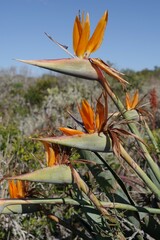 Strelitzia reginae
