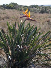 Strelitzia reginae