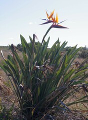 Strelitzia reginae