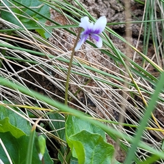 Viola hederacea