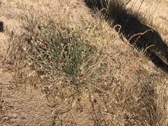 Adenophyllum cooperi