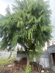 Phyllanthus emblica