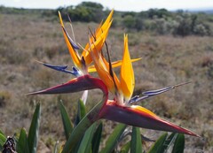 Strelitzia reginae