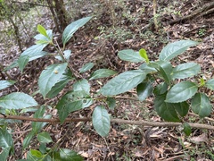 Hedycarya angustifolia