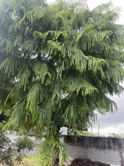 Phyllanthus emblica