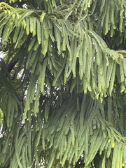 Phyllanthus emblica