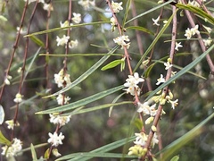 Pimelea axiflora axiflora