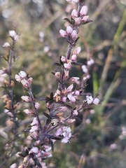 Cyanothamnus rigens