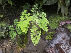 Adiantum raddianum