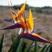 Common Bird-of-paradise Flower - Photo (c) Craig Peter, some rights reserved (CC BY-NC), uploaded by Craig Peter