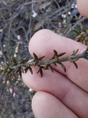 Cyanothamnus rigens