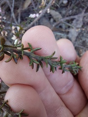Cyanothamnus rigens