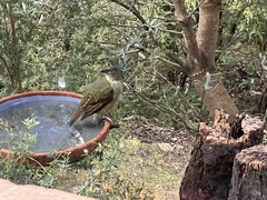 Ptilonorhynchus violaceus