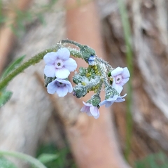 Cynoglossum australe