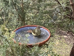 Ptilonorhynchus violaceus