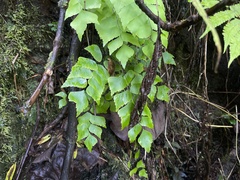 Adiantum trapeziforme