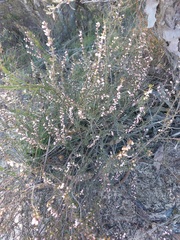 Cyanothamnus rigens