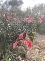 Prostanthera serpyllifolia