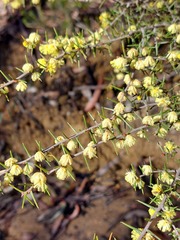 Acacia asparagoides