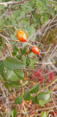 Rosa canina