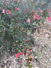 Prostanthera serpyllifolia