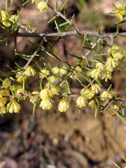 Acacia asparagoides