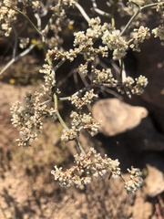 Eriogonum plumatella