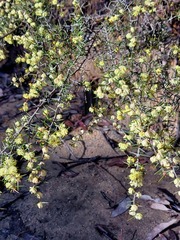 Acacia asparagoides