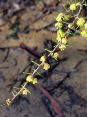 Acacia asparagoides