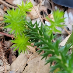 Acrotriche serrulata