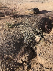 Eriogonum plumatella