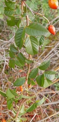 Rosa canina