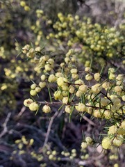 Acacia asparagoides