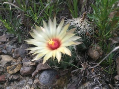 Coryphantha sulcata