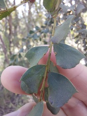 Acacia pravissima