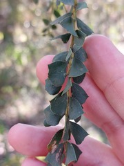 Acacia pravissima