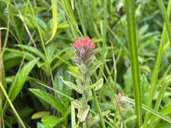 Castilleja arvensis