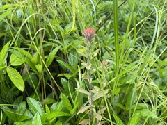 Castilleja arvensis