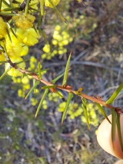 Acacia asparagoides