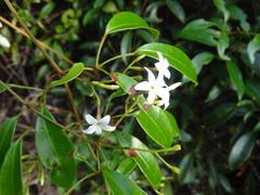 Jasminum lanceolarium