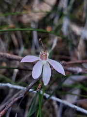 Caladenia