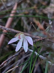 Caladenia