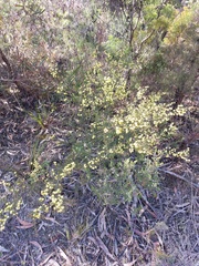 Acacia asparagoides