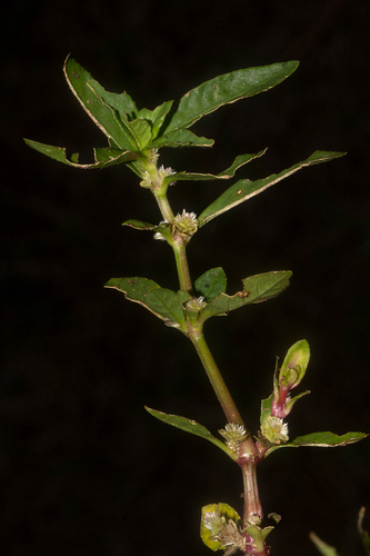 Alternanthera sessilis image