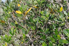Ozoroa