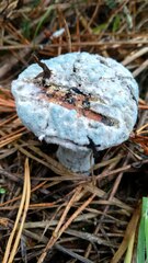 Penicillium