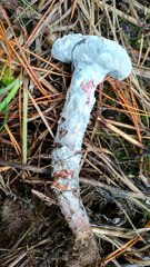 Penicillium