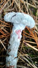 Penicillium